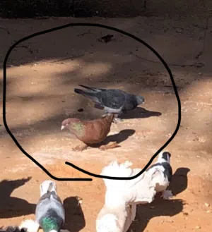 كوبيا دكر شعبي و انتي تكلا