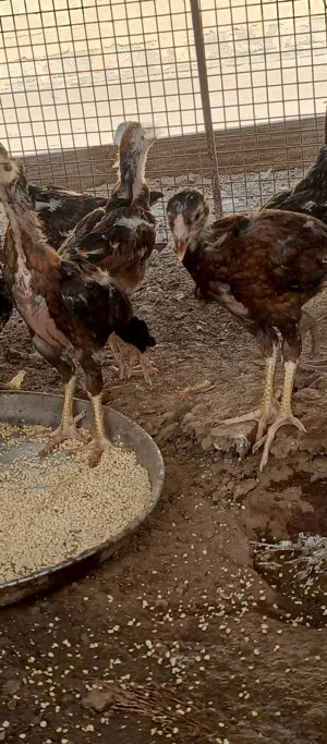 دجاج باكستاني اصل بنجابي سندي