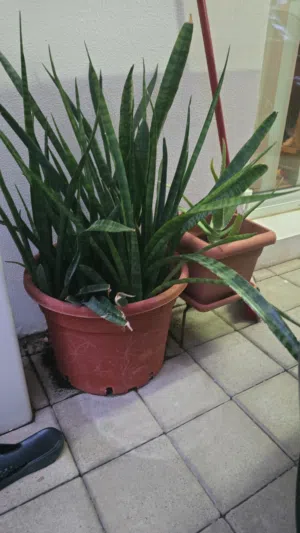 plats for sale