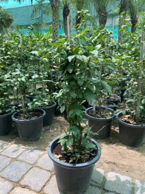 Lime plant