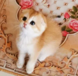 بيور سكوتش  جولدن شانشيلا وبريتش مستوى ودم نقي pure Scottish Fold Golden chinchilla and British