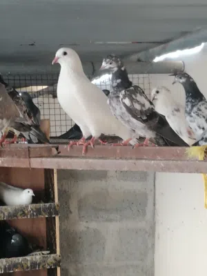 حمام باكستاني وشي المدينه أصلي تربيه البيت طبيعي بدون تفقيس الحمدالله في صحه ممتازه ابيعهن كلهن جمله