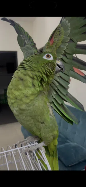 amazon parrot