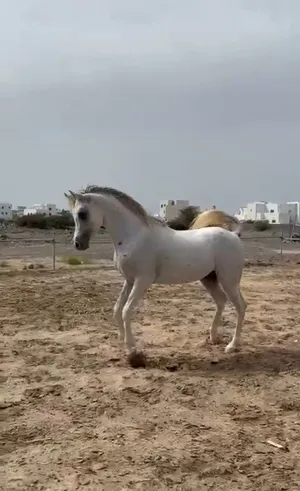 ‏خيل‏3