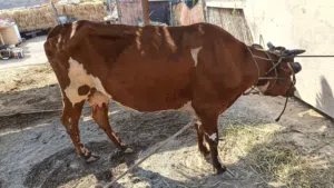 للبيع. بقره نمساوية   للذبح البقره معطية حقها  أو للصقب ب عجل