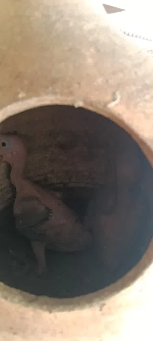 فروخ دره اخضر