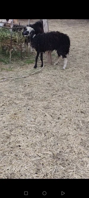 جاعده عمانيه