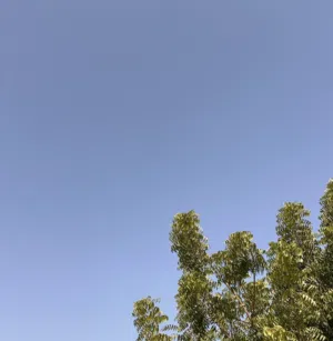 علي 