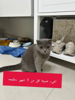 قطط سكوتش فولد