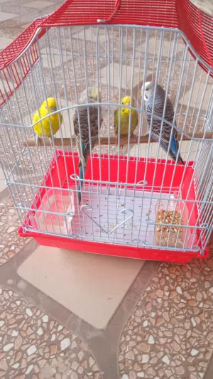 بركاء الهرم الشمالية