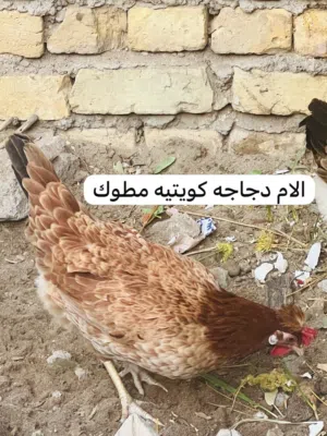افراخ كويتي مطوك