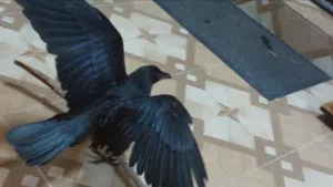 غراب امريكي Raven Craw USA