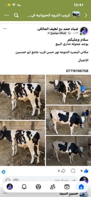 عجوله البيع ضحايه