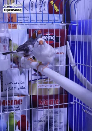 زوج فناجس عاديات