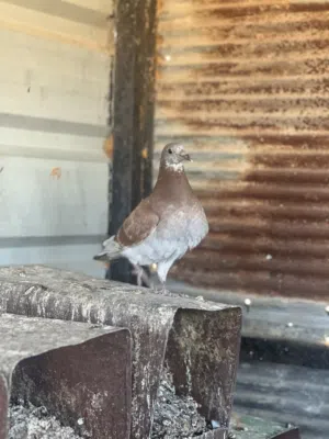 زغاليل بلدي للبيع