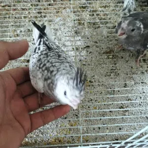 مجهول الهويه 