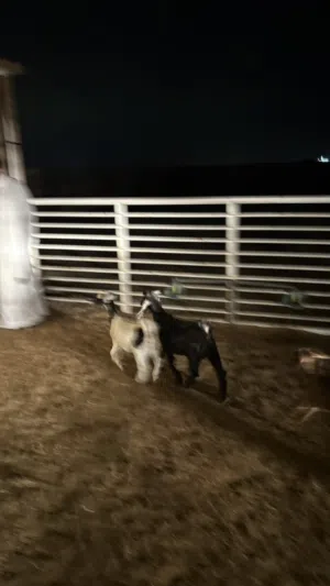 للبيع عارضي الحبه على800