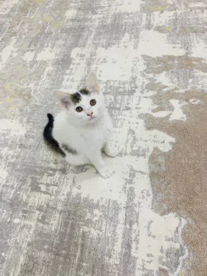 kitten for adoption free