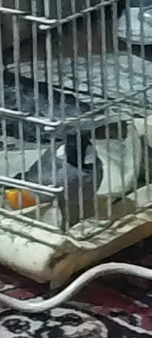 بلبل نثيه اليفه