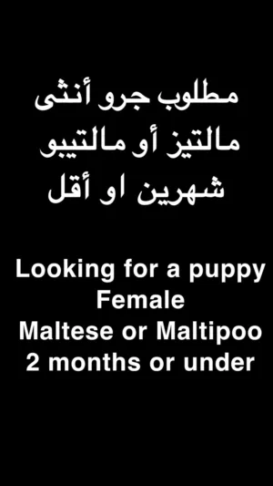Maltese/Maltipoo مالتيز/ مالتيبو