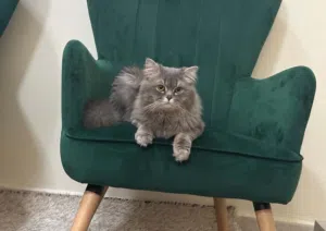 british longhair