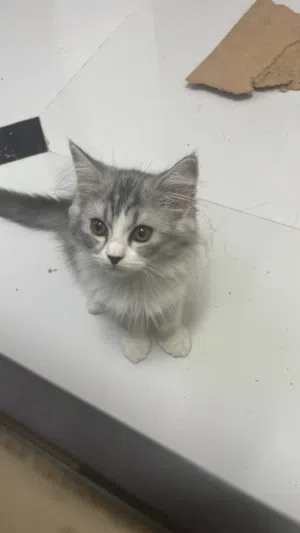 قطط ذكور صغيره اليفه للبيع