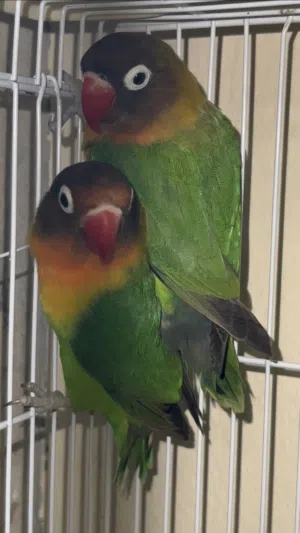 بركديلو درجه اولي قناع لاسود Lovebirds