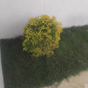 عاصم الولاني 