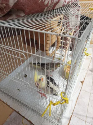 زوج كروان منتج مع مشتملاته