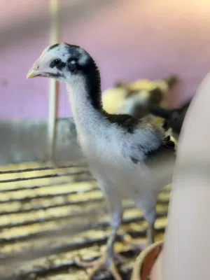 صيصان باكستاني