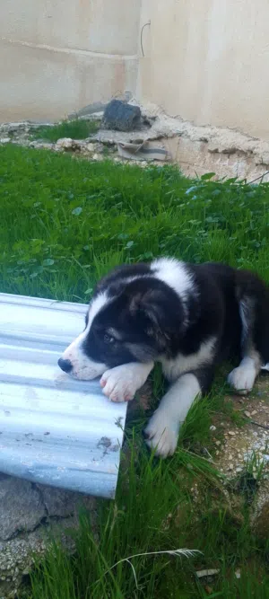 كلب جرو عمر 3 اشهر