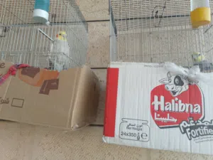 ببغاء عدد 2 للبيع