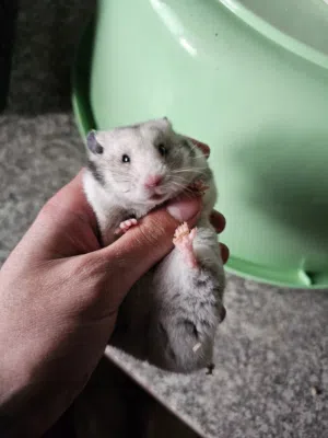 جوز هامستر شغالات و اليفات  100% للبيع