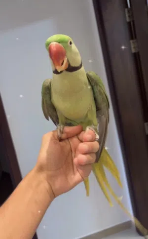 نيبالي ذكر اليف
