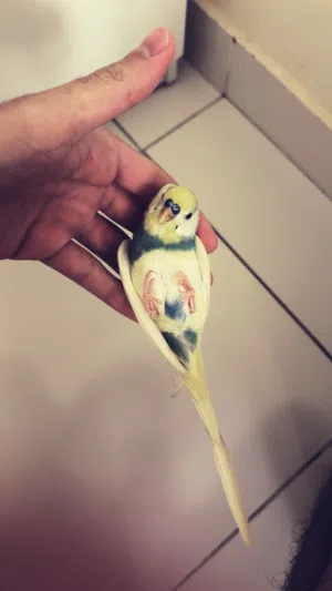 زوج بادجي مروضين