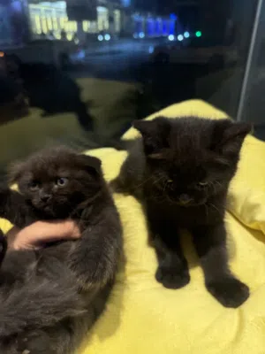 Sccotish and persian and british short hair