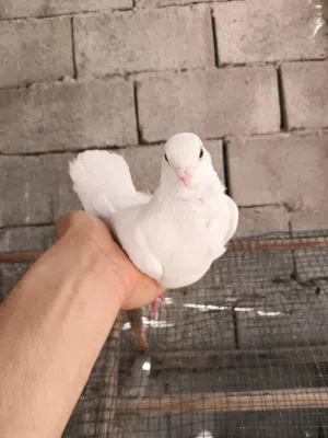 زوج ارافل اقرى الوصف