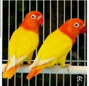 مطلوب حضانة بركاديلو