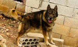 وحش جيرمن سيبل