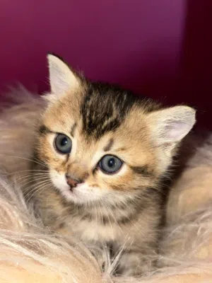 للبيع قطط سكوتش ستريت عدد 2 ذكر وانثى