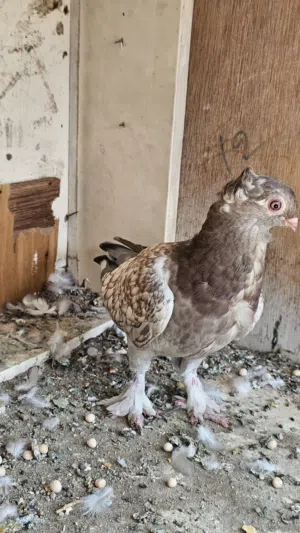 اريد بيض مال حمام زينه كون بيض من امهات زينه