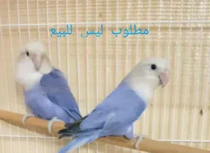 مطلوب وبشكل جاد