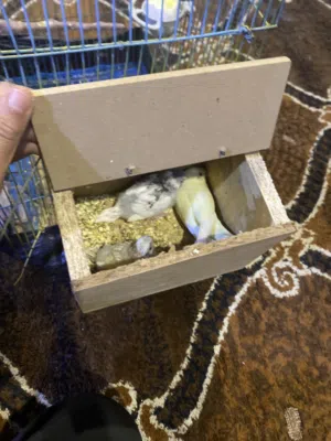 طيور حب شغاله