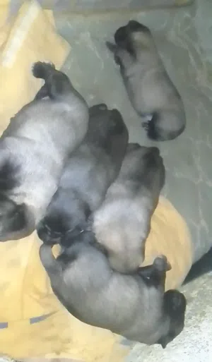 جراء الملينوا للبيع