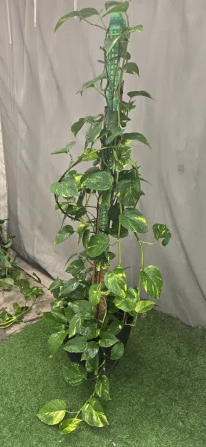 نبات اللبلاب( البوتس ) Real Pothos plant