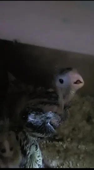 زوج كوكتيل مع افراخ اثنين