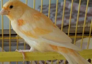 كناري ديمورفيك بصلاة على النبي