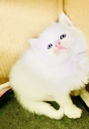 Kitten for sell