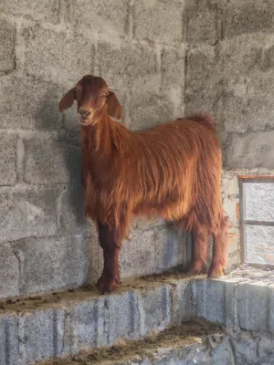 اغنام من حلال الجبل الأخضر اصل