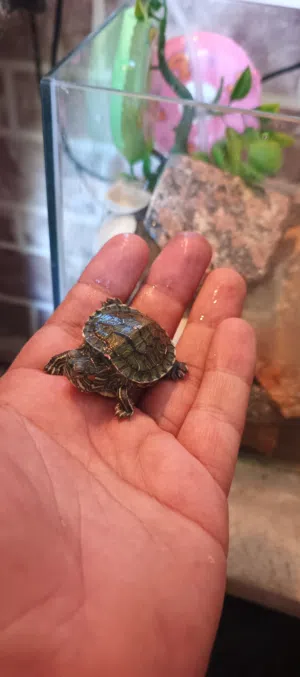 سلحفاة ذات الأذن الحمراء (Red-eared slider)